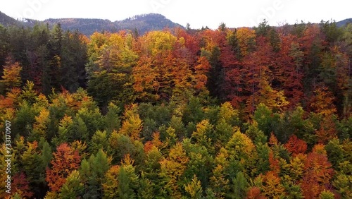 beautiful autumn forest in the mountains