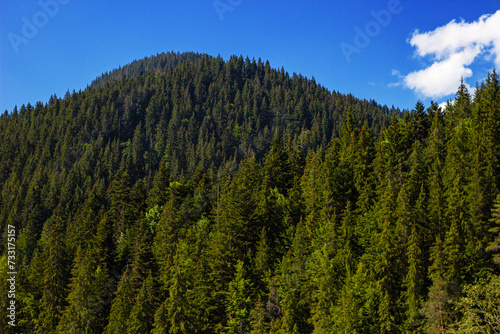 Mountain covered by pine forest in Bicaz Gorge (Romanian: Cheile Bicazului). It is located in Neamt and Harghita counties, Transylvania, Romania
