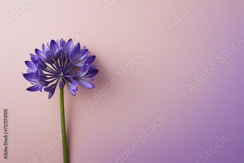 Stylish and Minimalist Pastel Purple Background with Agapanthus Flower Stem