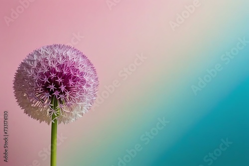 Dreamy Pale Teal and Pink Diffuse Background with Purple Allium Flower Stem