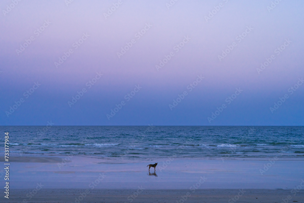 lonely dog walking on the beach