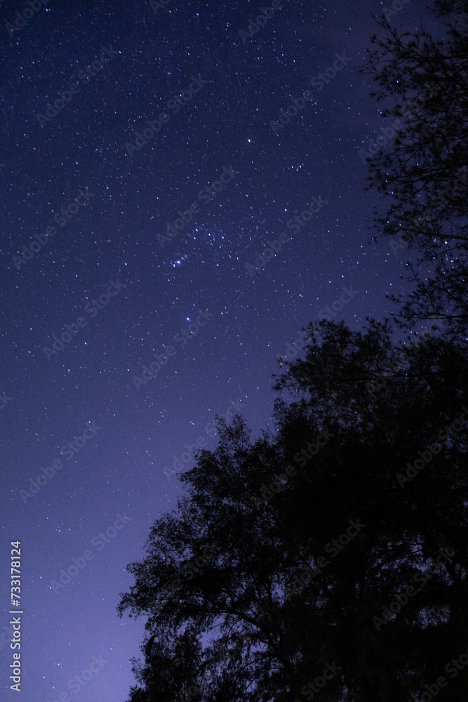 night sky with stars and pine trees