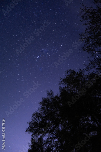 night sky with stars and pine trees