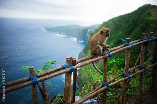 Jeune Macaque d'Asie perché sur une rambarde