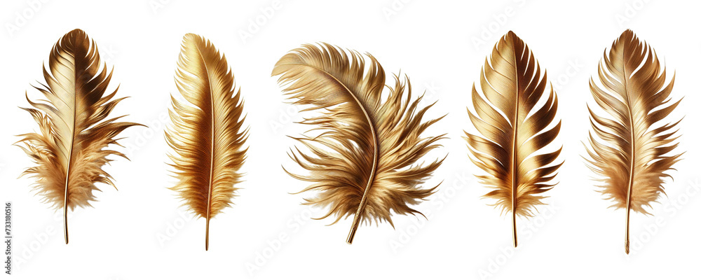 set of golden feather. isolate on transparent background set of golden feather. isolate on transparent background
