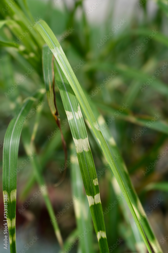 Chinese silver grass Strictus leaves Chinese silver grass Strictus leaves