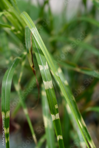 Chinese silver grass Strictus leaves