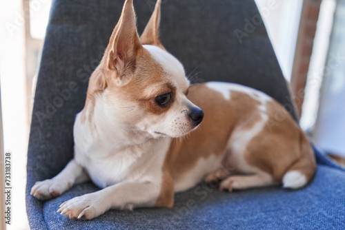 Close-up of a contemplative chihuahua lying on a blue chair indoors  showcasing its alert ears and brown eyes.