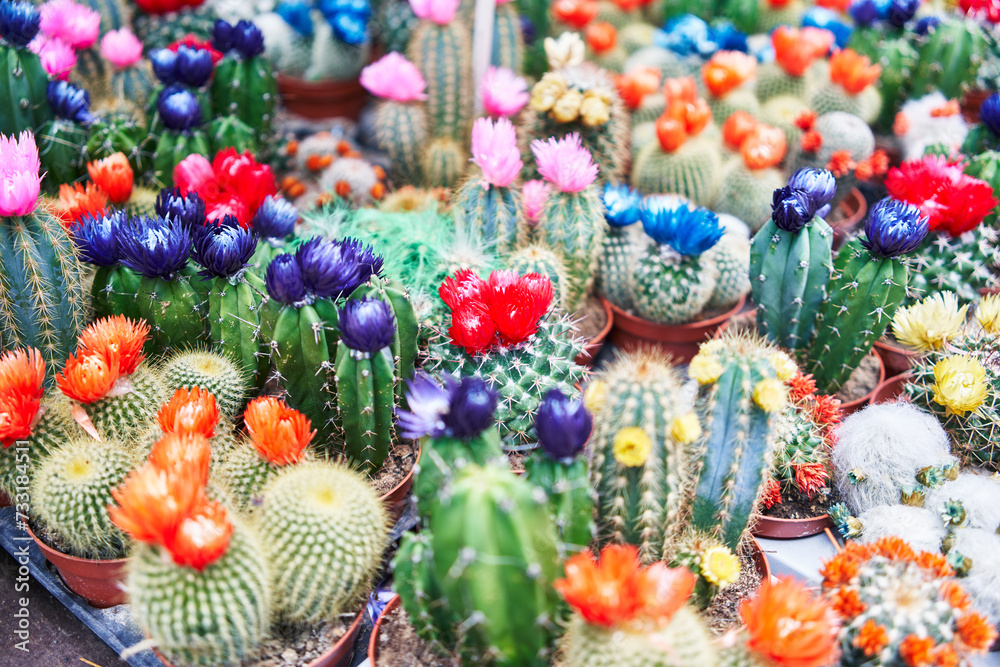 Colorful cacti with vibrant flowers in pots for sale at a botanical garden display