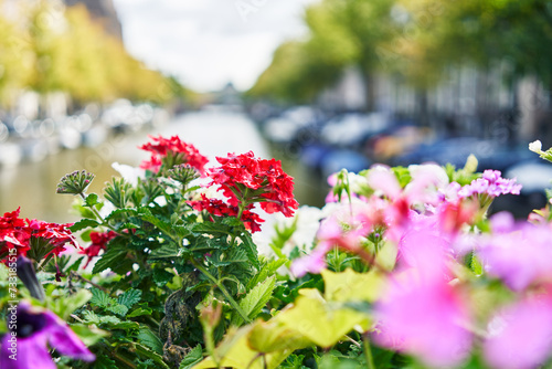 Close-up of vibrant red flowers with blurry canal and cityscape background in amsterdam