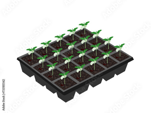 Beans are about to sprout on a white background.