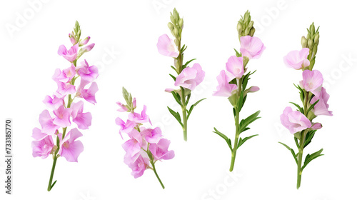 Collection of Snapdragon Flowers, Buds, and Leaves in Digital Art 3D Set, Perfect for Perfume and Essential Oil Designs - Vibrant Floral Elements Isolated on Transparent Background for Garden © Spear