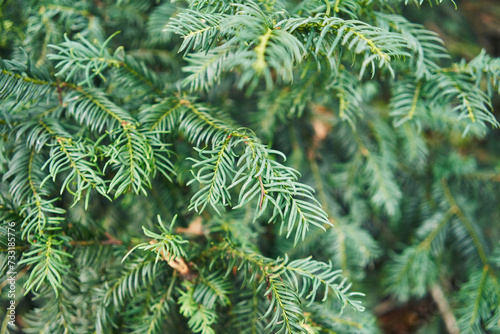 Close-up of vibrant green conifer leaves texture in a forest