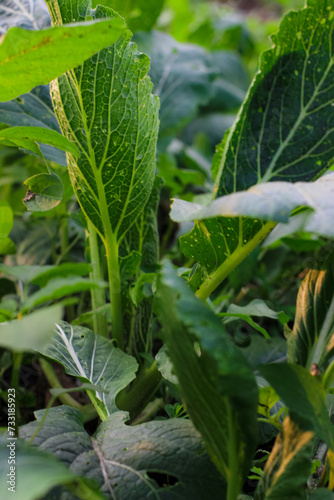 Green vegetables are called Spinach caisim or Brassica chinensis var. parachinensis grows in fertile soil on agricultural land