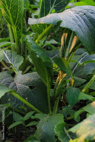 Green vegetables are called Spinach caisim or Brassica chinensis var. parachinensis grows in fertile soil on agricultural land