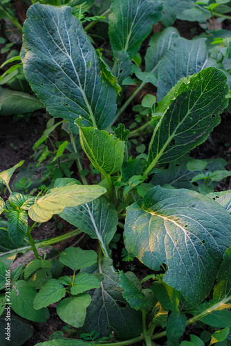 Green vegetables are called Spinach caisim or Brassica chinensis var. parachinensis grows in fertile soil on agricultural land