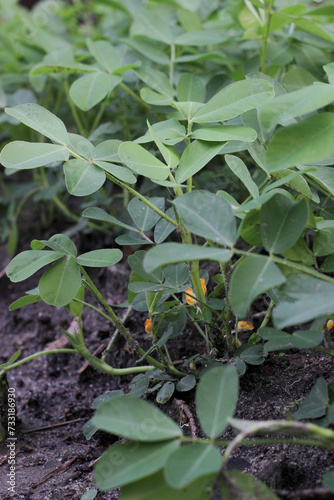 Portrait of Fresh green peanuts growing in a field, Peanuts are also known as peanuts, goober, pindar, or monkey nuts.
