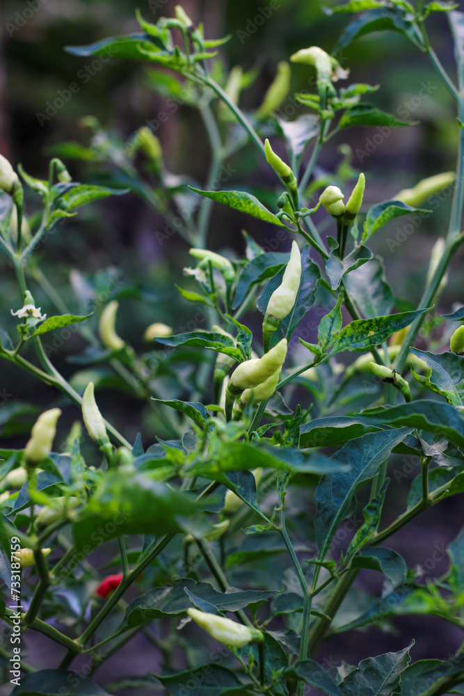 White and red chili fruit in the garden. Chili or white chilies on a farmer's plantation. White and red chili fruit in the garden. Chili or white chilies on a farmer's plantation.