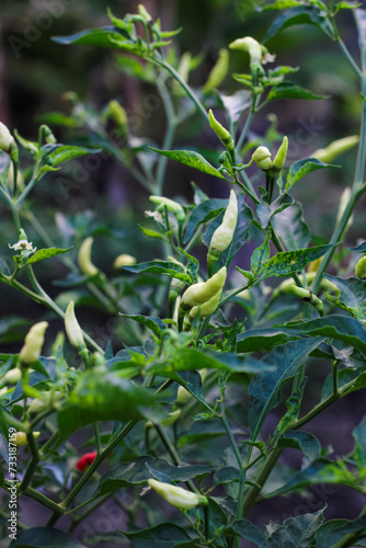 White and red chili fruit in the garden. Chili or white chilies on a farmer's plantation.