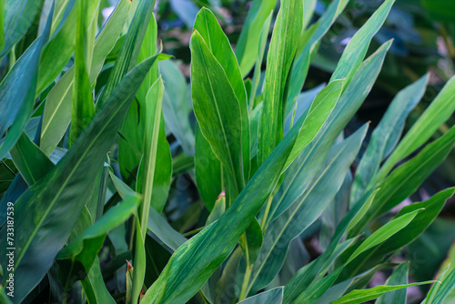 portrait of green turmeric leaves on a plantation