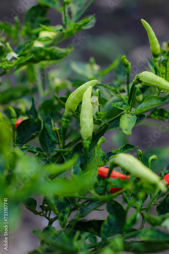 White and red chili fruit in the garden. Chili or white chilies on a farmer's plantation.