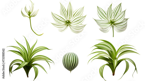 Spider Plant Leaves Isolated on Transparent Background, Modern Botanical Decor Element for Garden Designs and Indoor Decoration © Spear