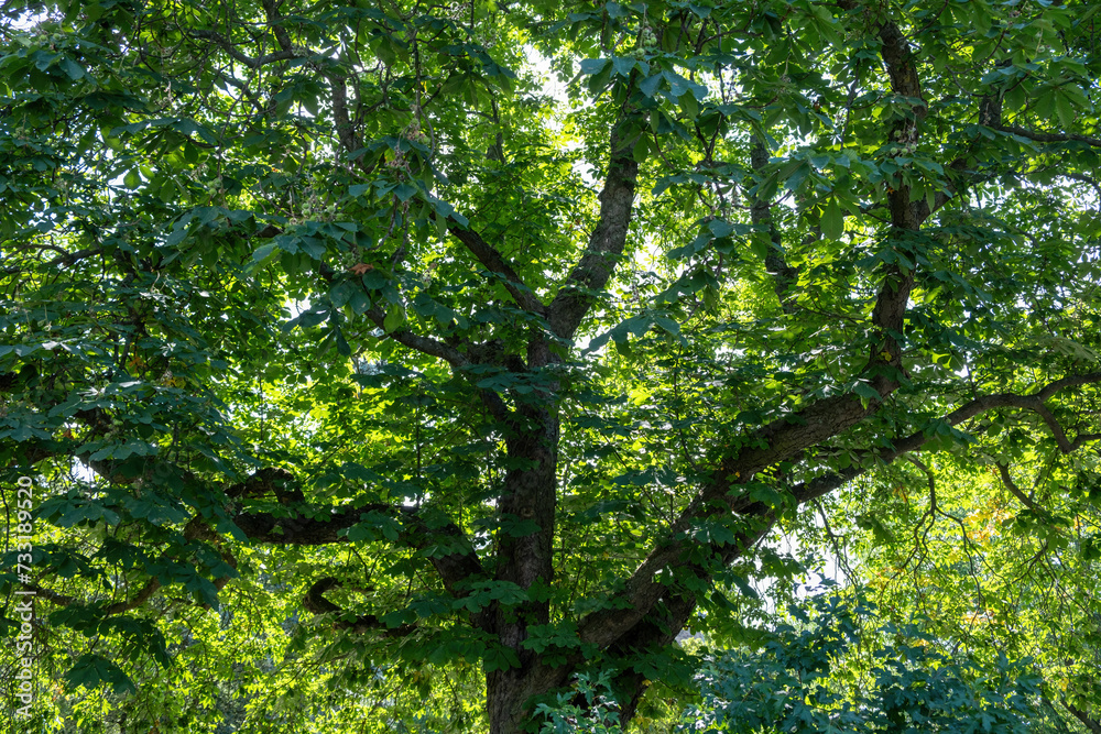 Park tree with lush green foliage. Branch with fresh leaf. Upper part of wild plant. Under view Park tree with lush green foliage. Branch with fresh leaf. Upper part of wild plant. Under view