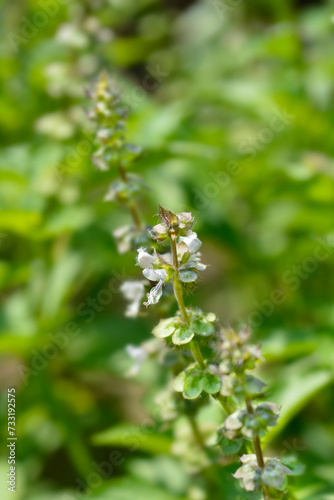 Lemon basil flowers