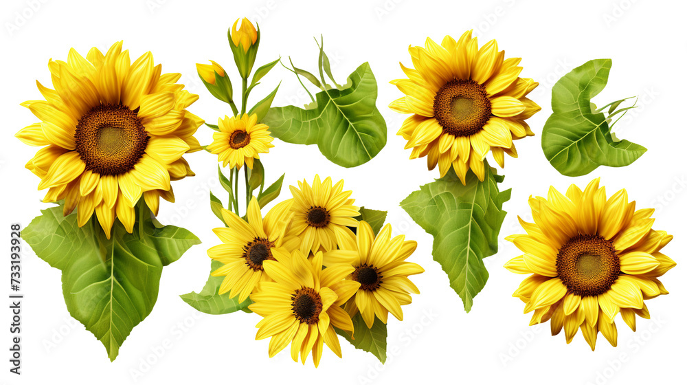 Sunflower Blooms and Botanical Elements for Garden Designs and Perfume Illustrations, Isolated on Transparent Background for Stunning Visuals and Creative Projects