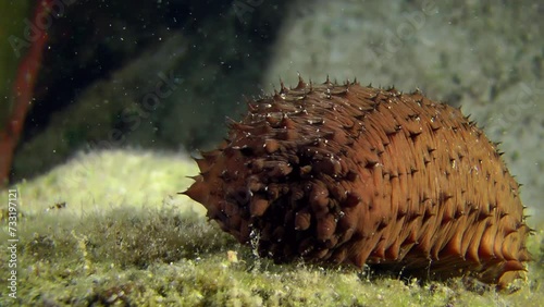 Sea cucumber cotton-spinner (Holothuria sanctori) slowly crawls along the seabed, close-up. photo