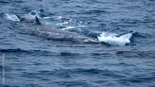 Fin whale (Balaenoptera physalus) near Elephant Island, Antarctica