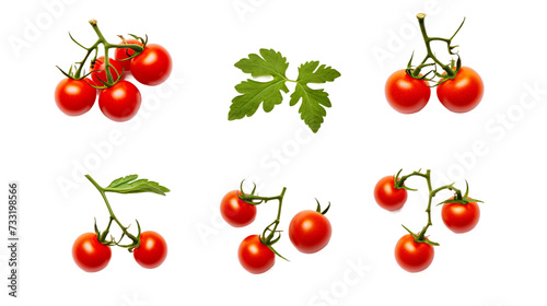 Tomato Plant Illustration Set on Transparent Background: Perfect for Garden Design, Floral Decor, and Creative Projects!