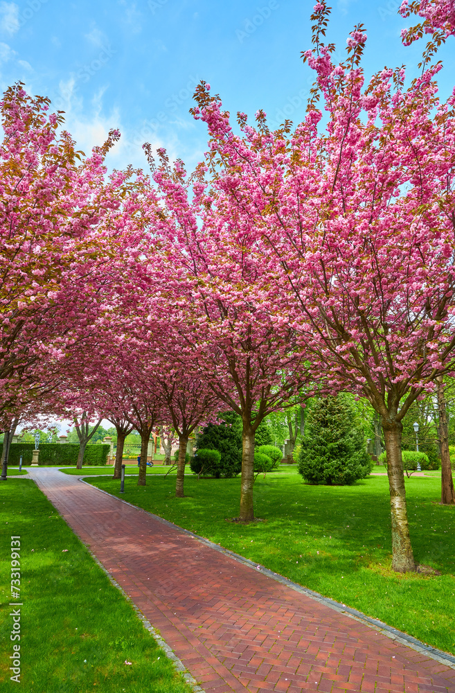 Park with alley of blossoming red apple trees. Park with alley of blossoming red apple trees.