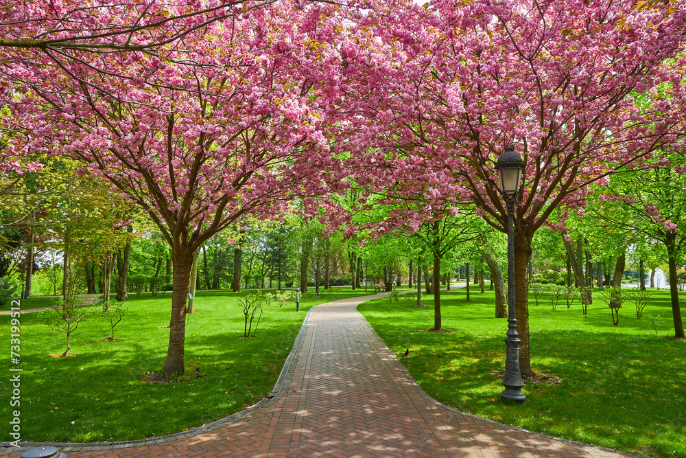 Spring Blossom Tunnel in the Park