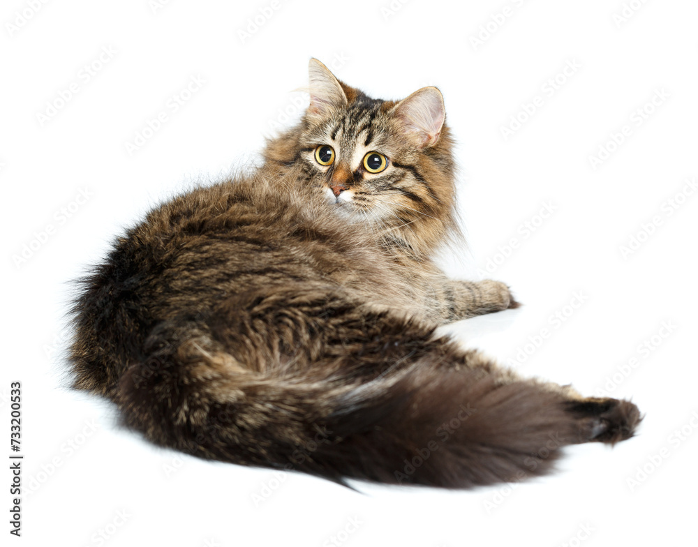 Cute fluffy cat isolated on white