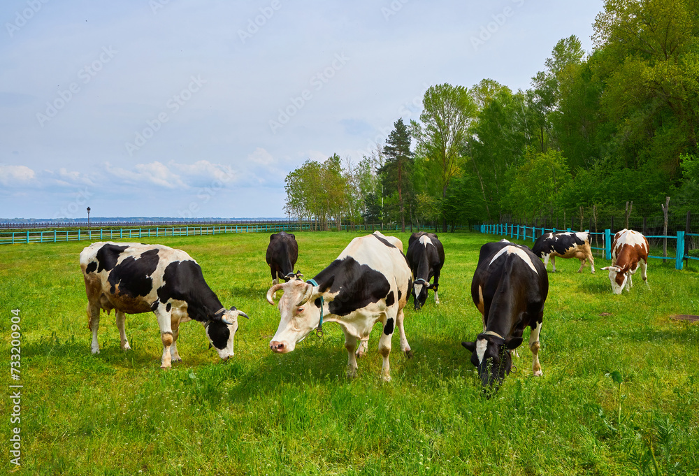 A large group of cows peacefully grazing in a verdant grassy meadow A large group of cows peacefully grazing in a verdant grassy meadow