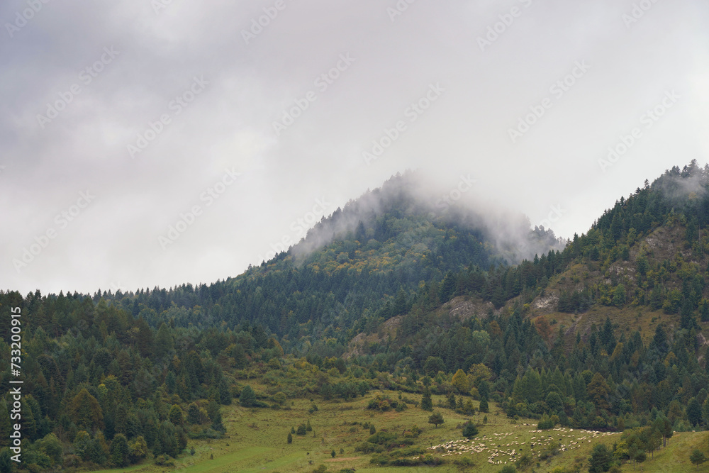 September in Pieniny, peaks in fog and clouds, sheep grazing