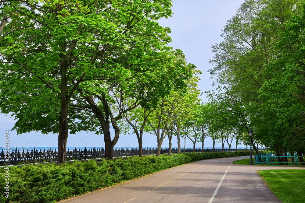 street with trees trunk along the way, Summer landscape view with a row of tree on the both side of the road