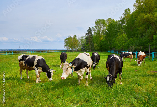 A large group of cows peacefully grazing in a verdant grassy meadow © Ryzhkov Oleksandr