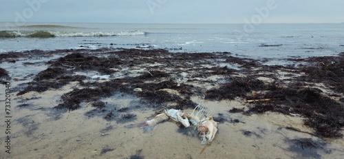 Fototapeta Naklejka Na Ścianę i Meble -  Sea, dead fish, Baltic Sea, beach, 