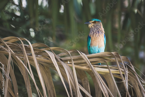 Close-up of an Indian Roller, captured in Dibba, Fujairah, United Arab Emirates. photo