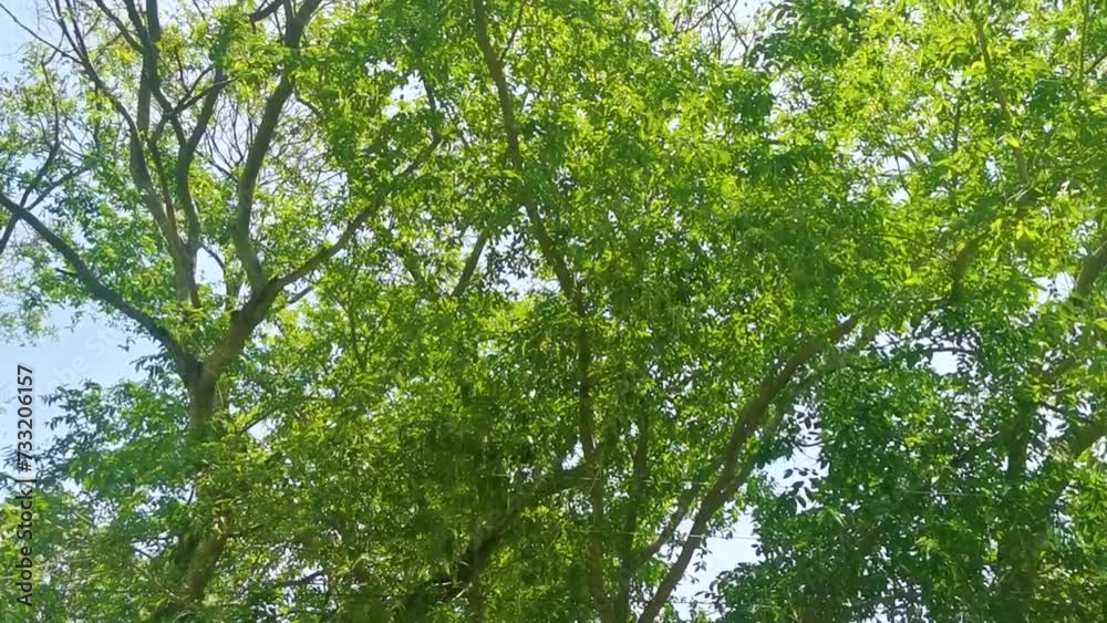 Tropical treetops trees with blue sky background Mexico. Tropical treetops trees with blue sky background Mexico.