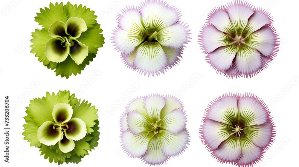 Vibrant Venus Flytrap and Botanical Design Elements, Isolated on Transparent Background for Creative Garden Designs and Graphic Illustrations