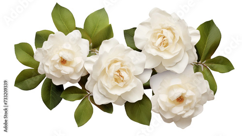 White Roses Collection: Delicate Floral Elements for Perfume and Garden Designs - PNG Digital Art Set, Isolated on Transparent Background, Top View Flat Lay Beauty © Spear