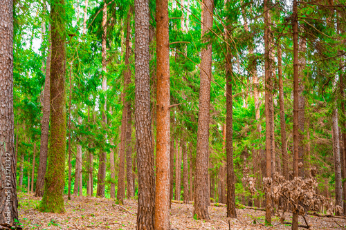 Beautiful summer forest with different trees. Pine forest beautiful background.