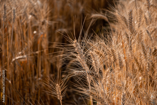 Golden wheat field close-up with a focus on wheat ears, embodying a bountiful harvest