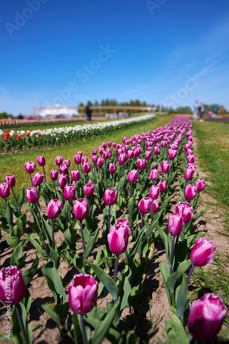Triumph tulips Tulipa Purple Flag bloom in a garden