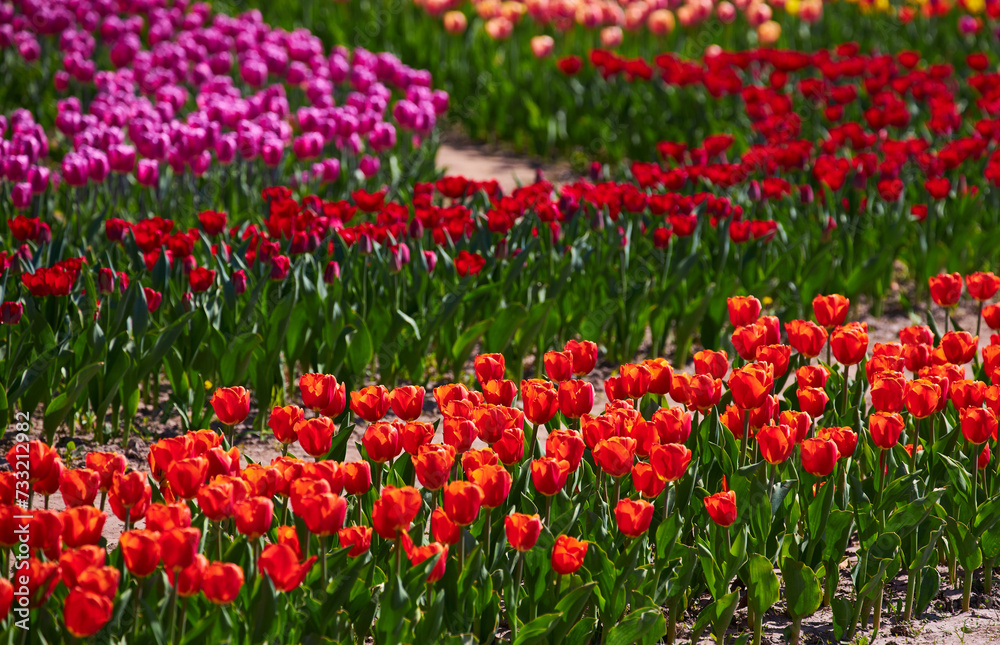 Spring background with red tulips flowers. beautiful blossom tulips field. spring time, copy space