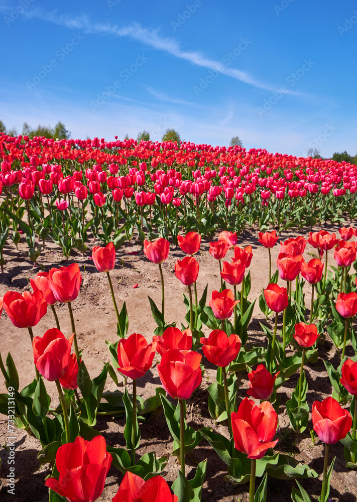 Field of red tulips in Provence in spring. Cloudy sky. Vertical photo. Field of red tulips in Provence in spring. Cloudy sky. Vertical photo.