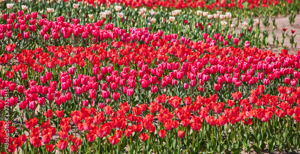 Group of red tulips in the park.